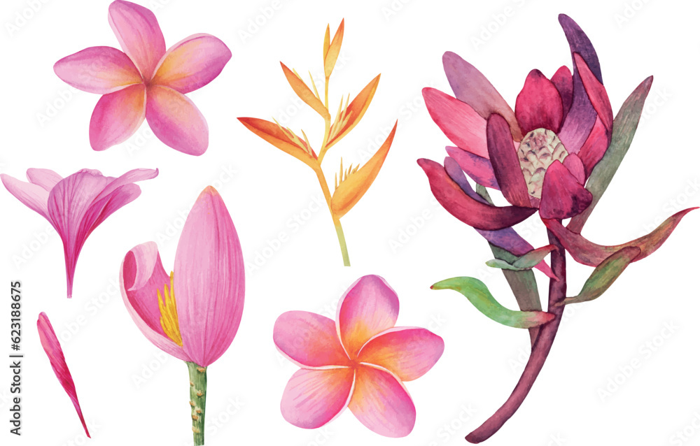 Fototapeta premium Vector tropical Plumeria, Protea, Banana flowers cliparts isolated without background. Botanical watercolor illustration of tropical plants. Perfect for cards, invitations, wedding and summer designs.