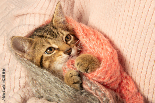 Schilderij op canvas cute little kitten close up