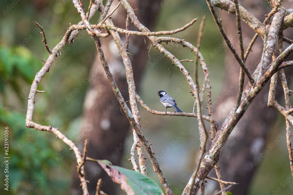 Cinereous tit (Parus cinereus) at Munnar, Kerala, India Cinereous tit (Parus cinereus) at Munnar, Kerala, India