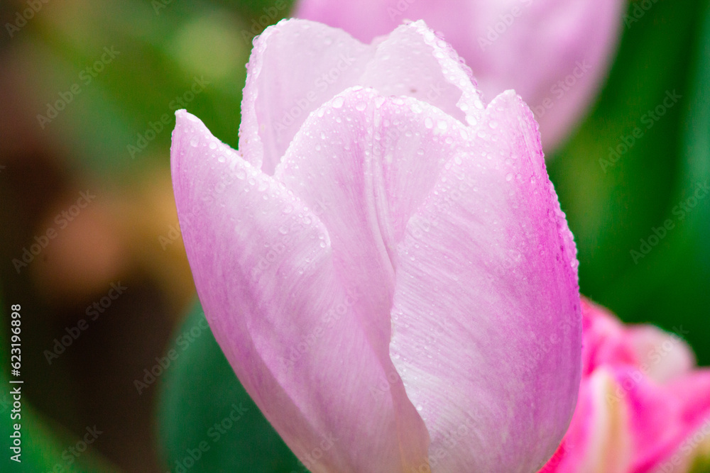 Pink and white tulip with water droplets on petals. Pink and white tulip with water droplets on petals.