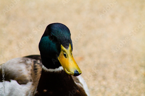 Close up of a male mallard duck on the beach in the summer photo