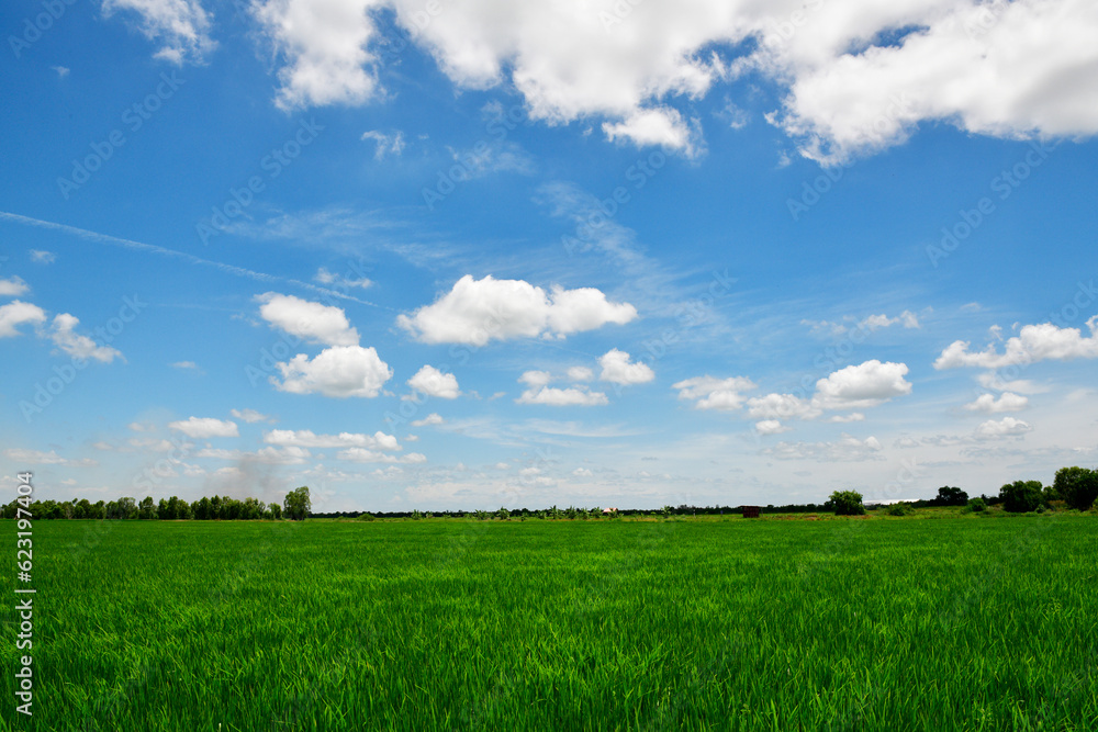 Obraz premium green rice field, blue sky and white clouds 