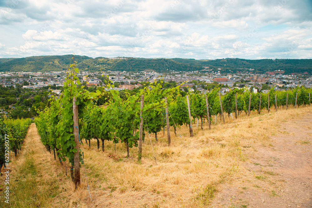 Vineyard with view of the ancient roman city of Trier, the Moselle Valley in Germany, landscape in rhineland palatine 