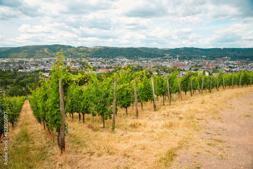 Vineyard with view of the ancient roman city of Trier, the Moselle Valley in Germany, landscape in rhineland palatine 