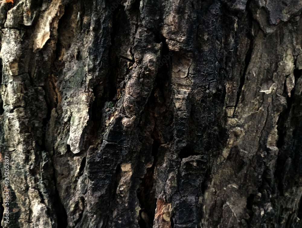 surface texture of old black tree bark,old black tree bark surface texture. Background for banner,Smooth and cracked texture. Tree stump background.the tree with beautiful bark during the summer, surface texture of old black tree bark,old black tree bark surface texture. Background for banner,Smooth and cracked texture. Tree stump background.the tree with beautiful bark during the summer,