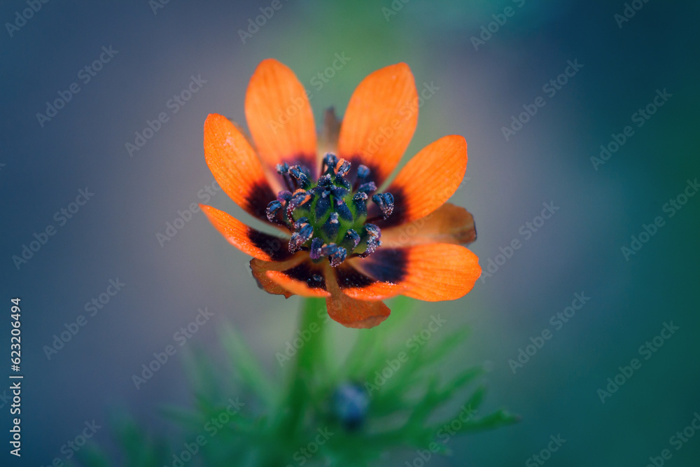 Adonis aestivalis, the summer pheasant's-eye, is a medicinal and ornamental plant. - obrazy, fototapety, plakaty 