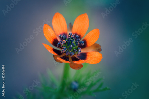 Tableau sur toile Adonis aestivalis, the summer pheasant's-eye, is a medicinal and ornamental plant