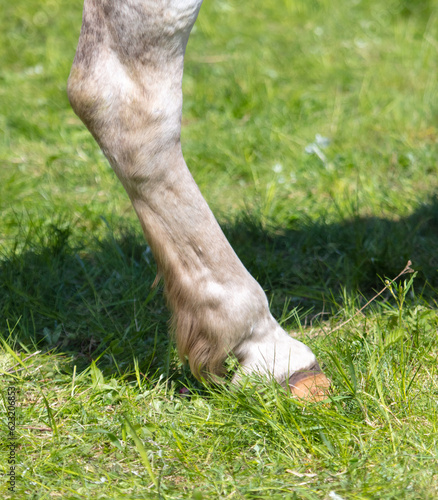 Close-up of a horse's legs on green grass