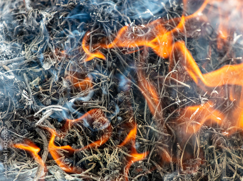 Burning dry branches in the forest, close-up