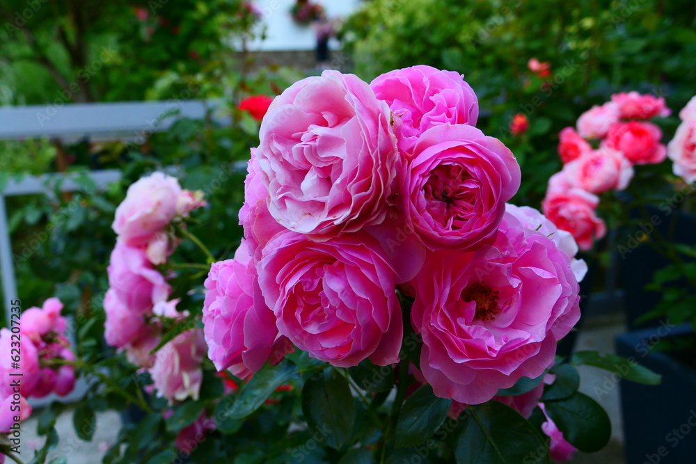 Fototapeta premium pink farbige Strauchrose
