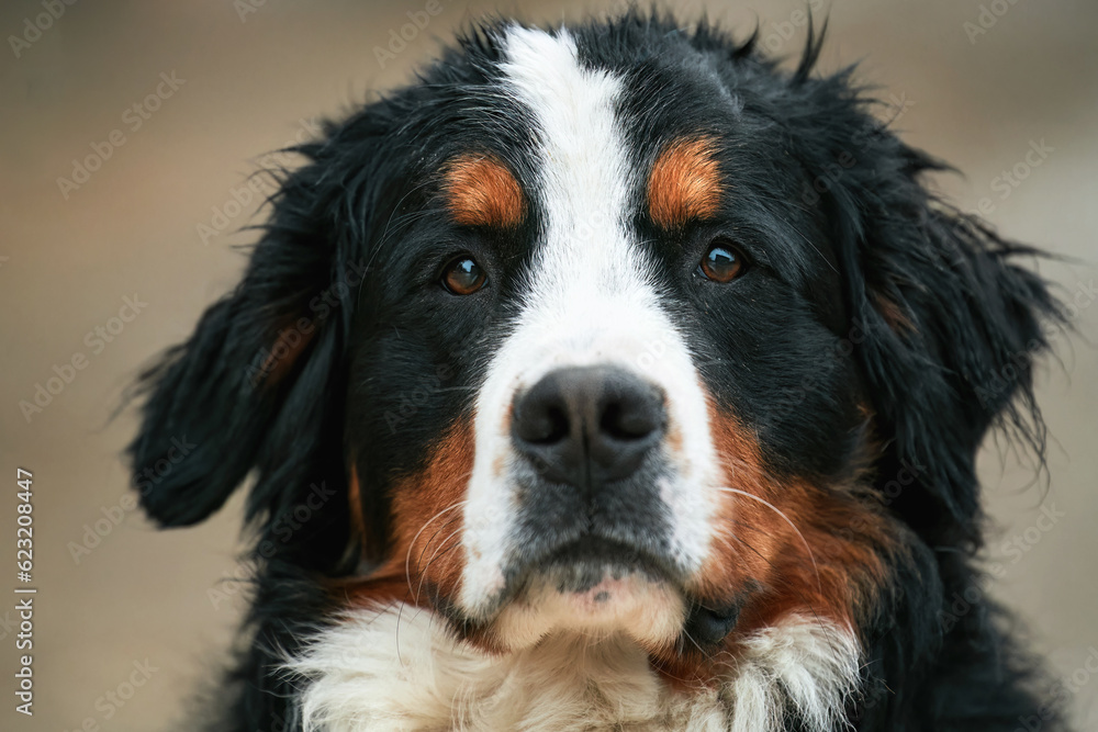 Happy young Bernese puppy. Playful Adorable Bernese Mountain Dog Portrait in the Swiss Alps