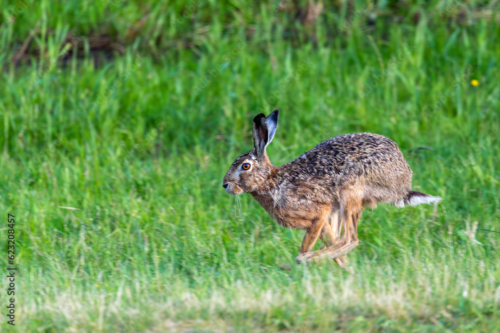 Hase, Feldhase auf einer Wiese bei Zingst an der Ostsee. Hase, Feldhase auf einer Wiese bei Zingst an der Ostsee.