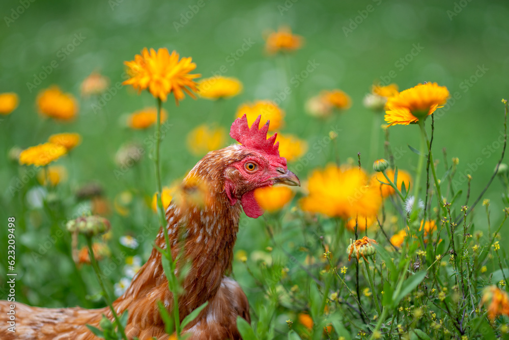 braun, rot Huhn oder Henne auf einer grünen Wiese mit Blumen. Selektive Schärfe.