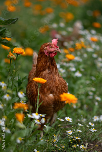 braun, rot Huhn oder Henne auf einer grünen Wiese mit Blumen. Selektive Schärfe.