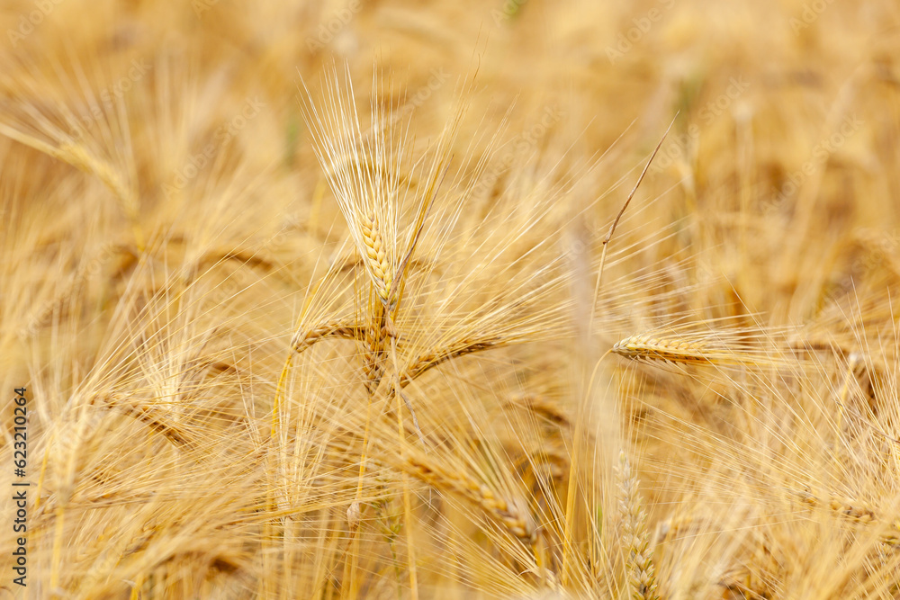 Gold wheat field, ripening ears of yellow wheat field Gold wheat field, ripening ears of yellow wheat field