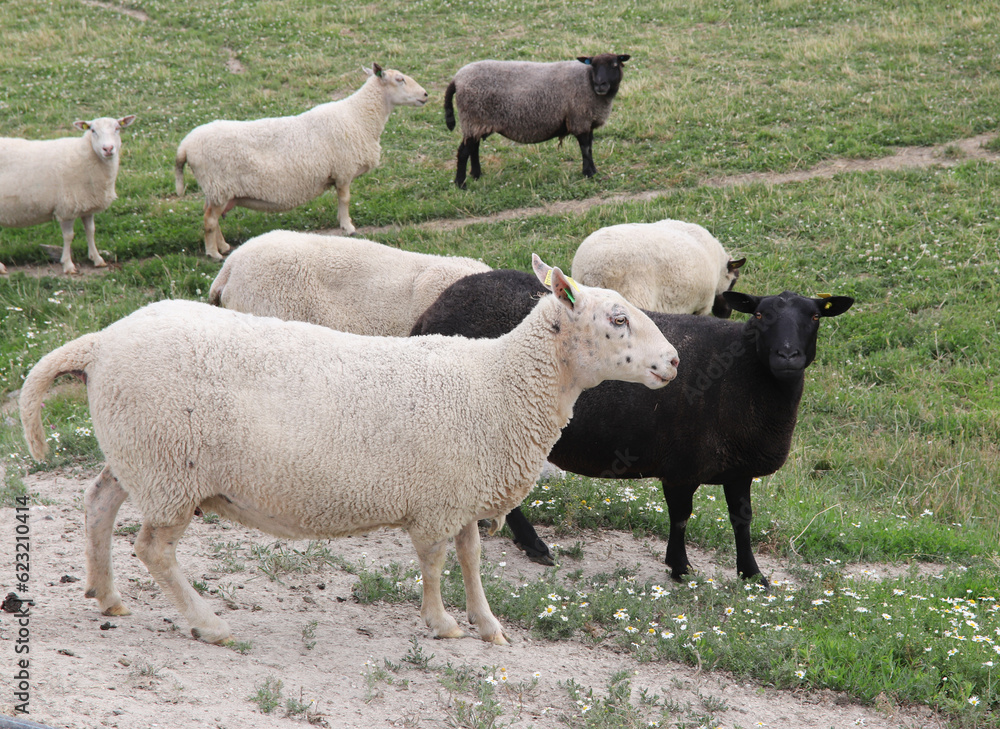 Fototapeta premium Sheep