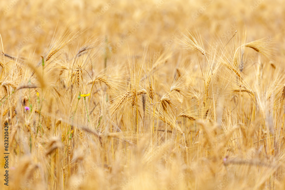 Fototapeta premium Gold wheat field, ripening ears of yellow wheat field