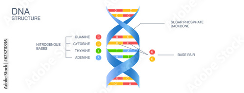 DNA is a double helical structure composed of nucleotides. The two helices are joined together by hydrogen bonds. The DNA also bears a sugar-phosphate backbone. Deoxyribonucleic acid vector 