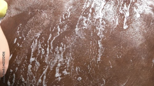 Washing chestnut horse with foam bubble. close-up