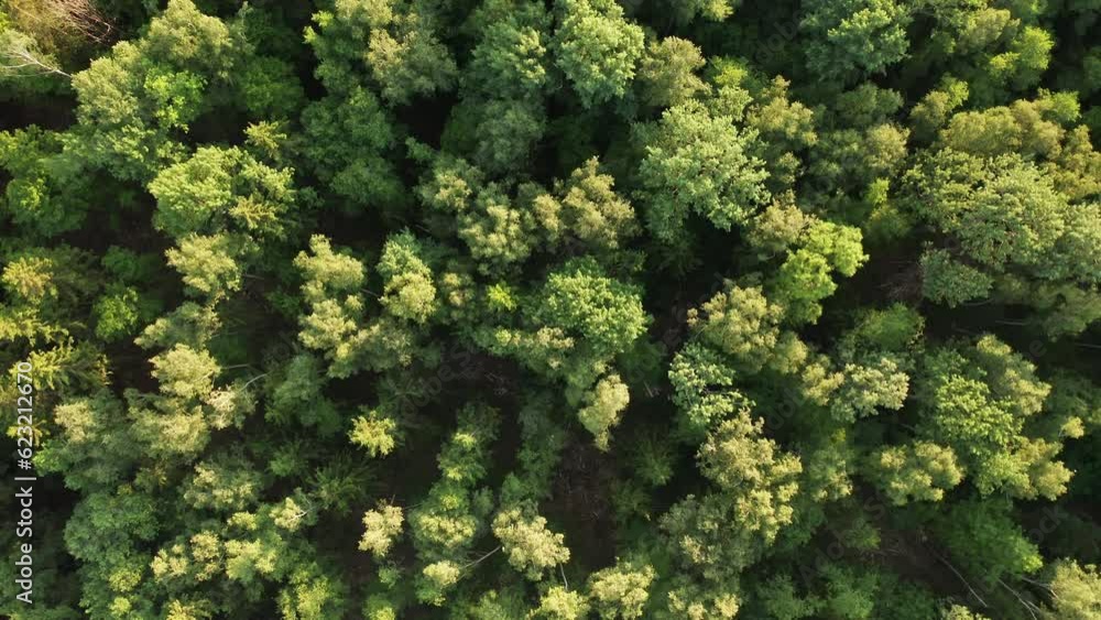 Flying over a deciduous forest with green trees, summer evening. Top view of Flying over a deciduous forest with green trees, summer evening. Top view of