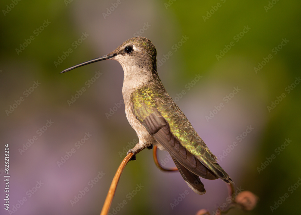 Obraz premium A female or immature Black Chinned Hummingbird perches on a delicately curling grape tendril with out of focus green and purple plants in the background. 