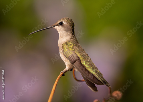 A female or immature Black Chinned Hummingbird perches on a delicately curling grape tendril with out of focus green and purple plants in the background. 