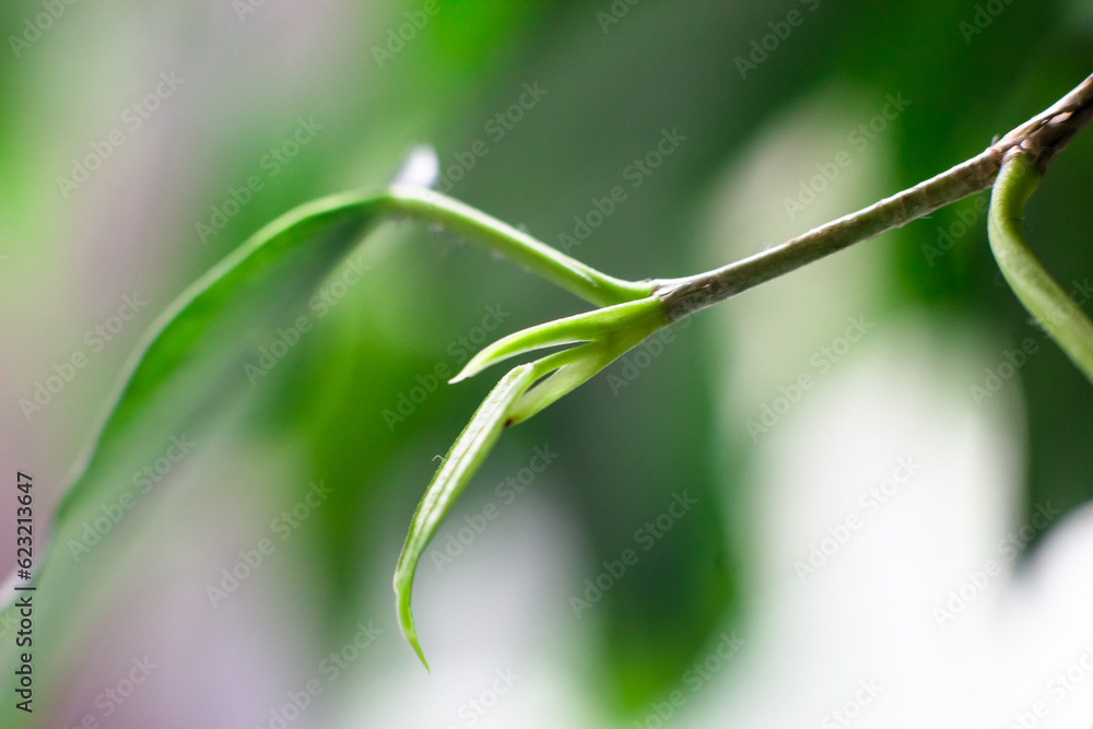 Young ficus leaf close-up. Blurred background, selective focus Young ficus leaf close-up. Blurred background, selective focus