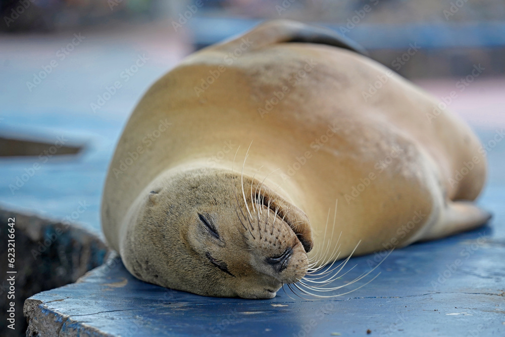 Obraz premium Sea lion resting on a stone bench, Puerto Ayora, Santa Cruz Island, Galapagos 