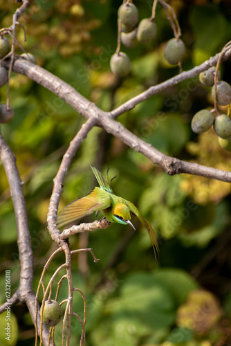 Wallpaper Mural Flying Torontodigital.ca