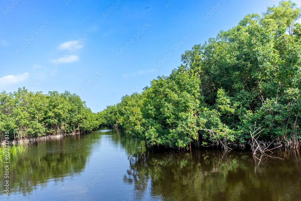 A breathtaking panorama of a thriving mangrove forest enveloping a serene lake, with the wide blue sky above giving a sense of openness and serenity.