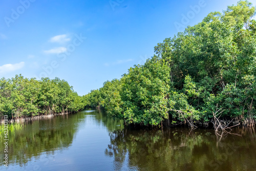 A breathtaking panorama of a thriving mangrove forest enveloping a serene lake  with the wide blue sky above giving a sense of openness and serenity.