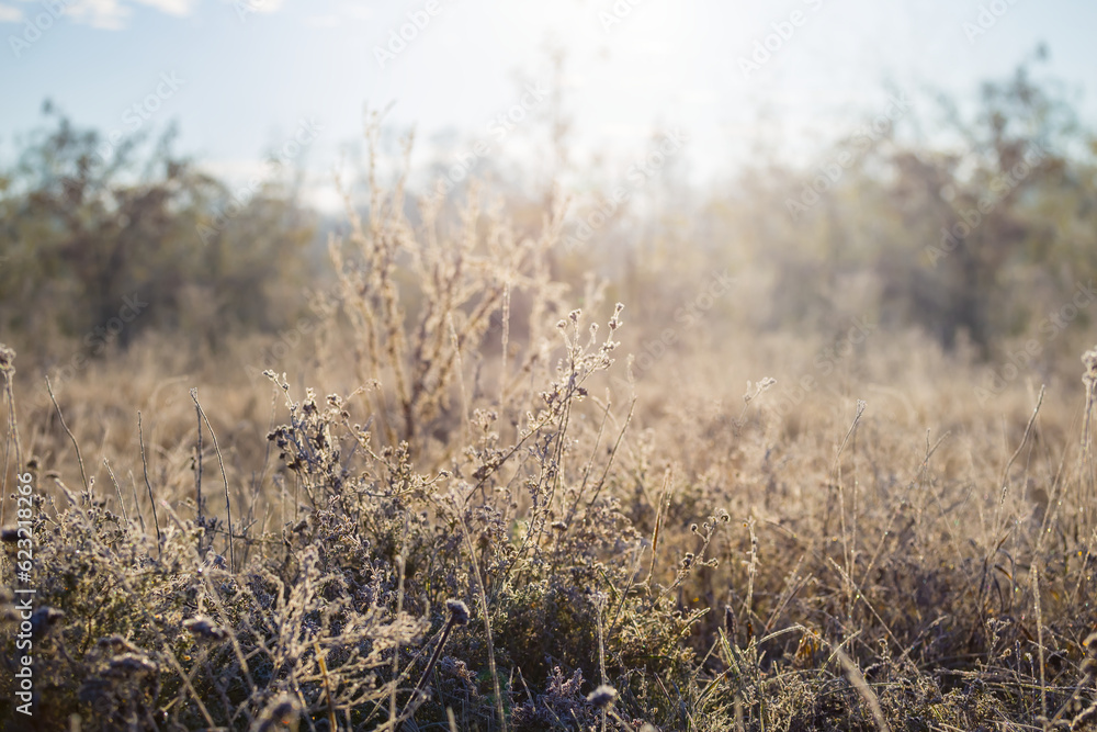 forest glade with high grass at the sunrise forest glade with high grass at the sunrise