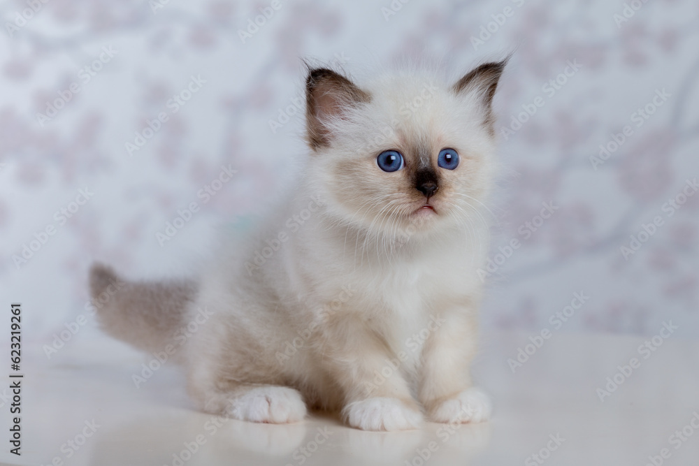 Fototapeta premium Sacred Birman kitten, birma on a light background