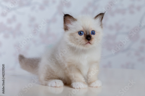 Sacred Birman kitten, birma on a light background