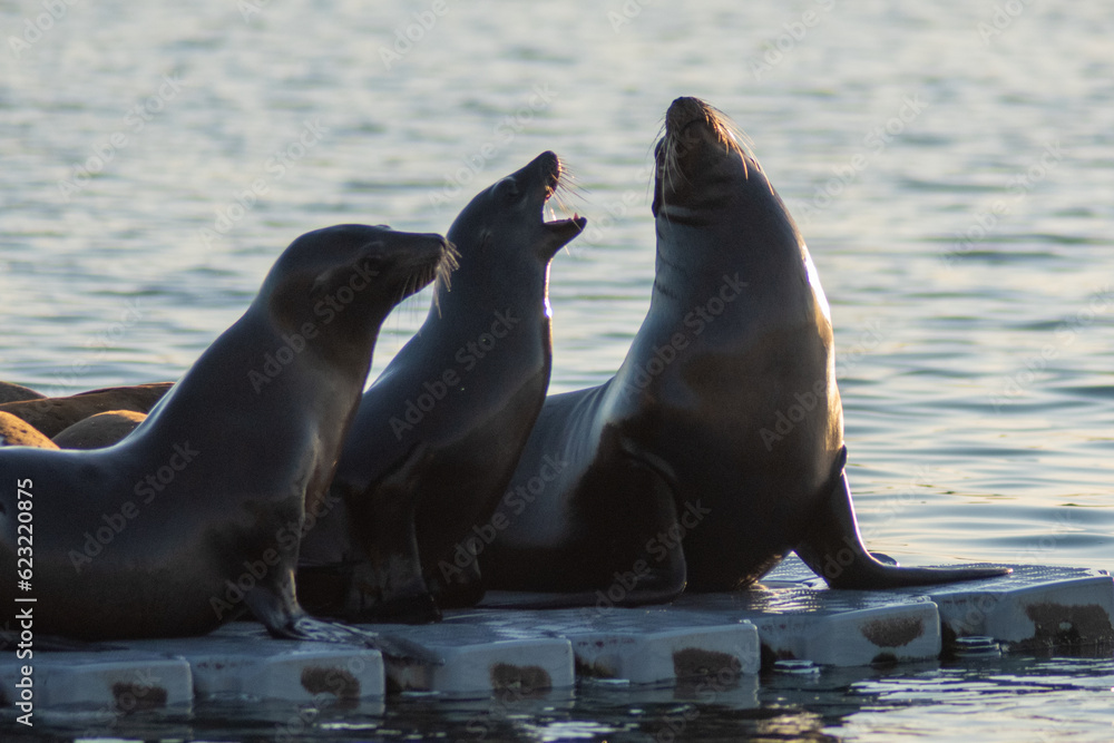 Fototapeta premium 3 seals at oceanside harbor