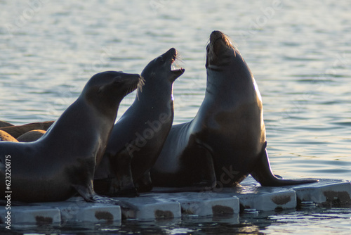 Photos 3 seals at oceanside harbor