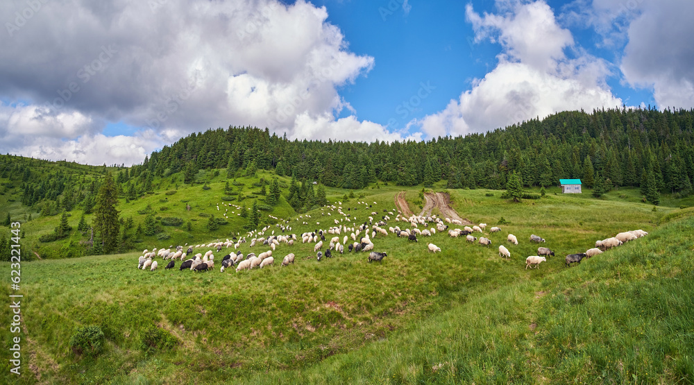 Grazing sheep in the Carpathian mountains. Herd of sheep on a mountain pasture on a wonderful summer day Grazing sheep in the Carpathian mountains. Herd of sheep on a mountain pasture on a wonderful summer day