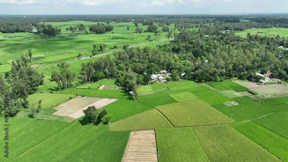 Beautiful green landscape by the Village of bogura in Bangladesh Beautiful green landscape by the Village of bogura in Bangladesh
