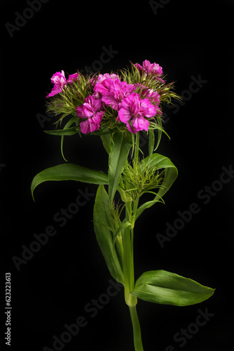 Sweet william against black