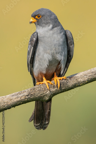 Red-footed falcon  western red-footed falcon - Falco vespertinus  female perched on yellow background. Photo from Kis  jsz  ll  s in Hungary. Vertical.