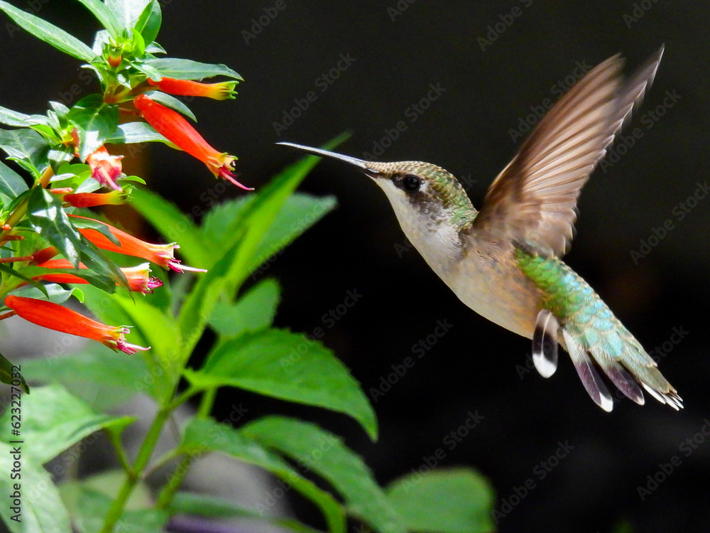 Fototapeta premium Hummingbird with flower