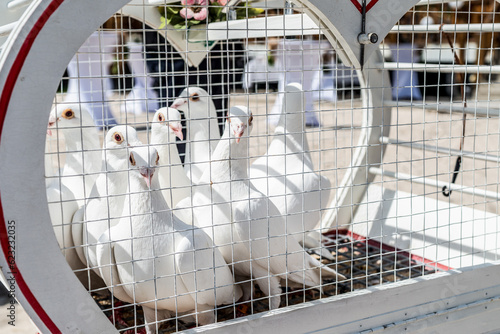 wedding releasing white doves on a sunny day in a cage