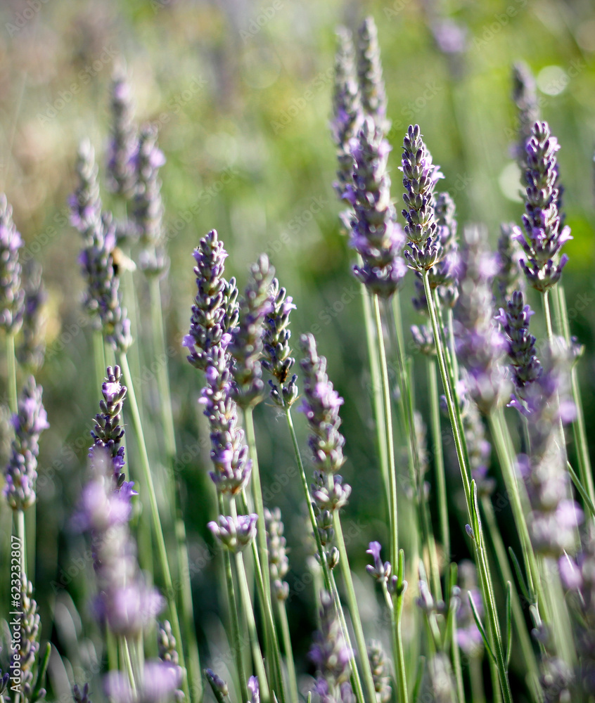Obraz premium Lavender (Lavandula) bunch of flowers in bloom on a blurred green background, selective and soft focus. Field of purple summer flowers in evening back light.
