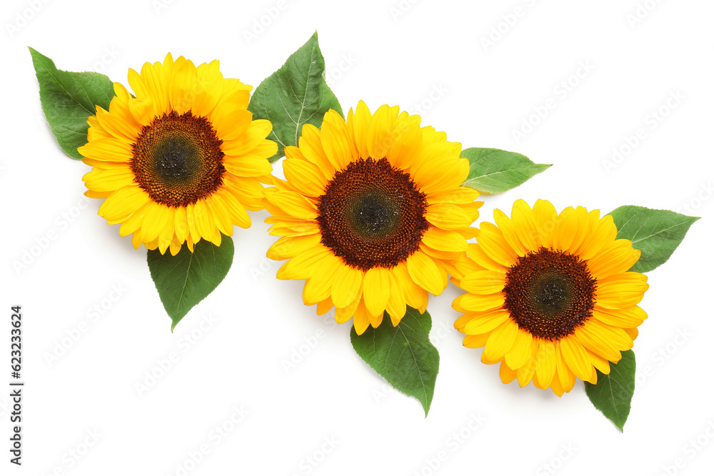 Fototapeta premium Beautiful sunflowers and leaves on white background