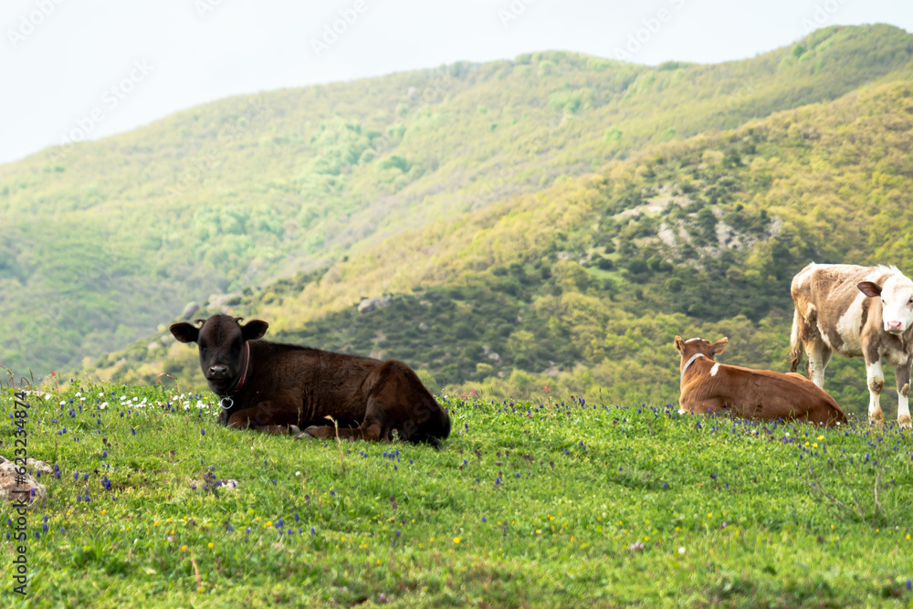 Fototapeta premium Grazing cows under the blue sky ,brown calf eating green grass