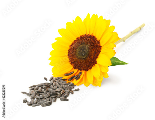 Beautiful sunflower and seeds on white background