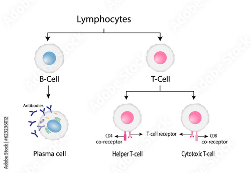 Types of Lymphocytes, adaptive immune system, cytotoxic and Helper t cells, B cell, plasma cell and memory cell. vector illustration.	

