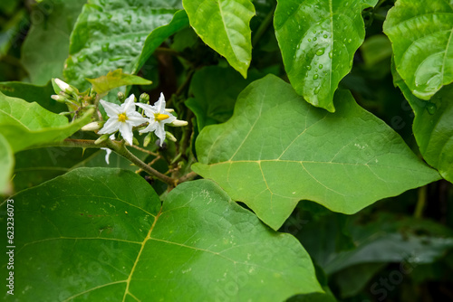 Close-up portrait of a flowering plant. Rainy and wet day. photo