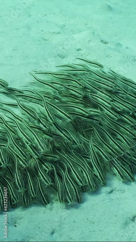 Vertical video, Front vew of shoal of Eel Catfish swims and feeds on seabed, Slow motion. School of juvenile Striped Eel Catfish (Plotosus lineatus) rolling like wave over sandy bottom and feeding photo