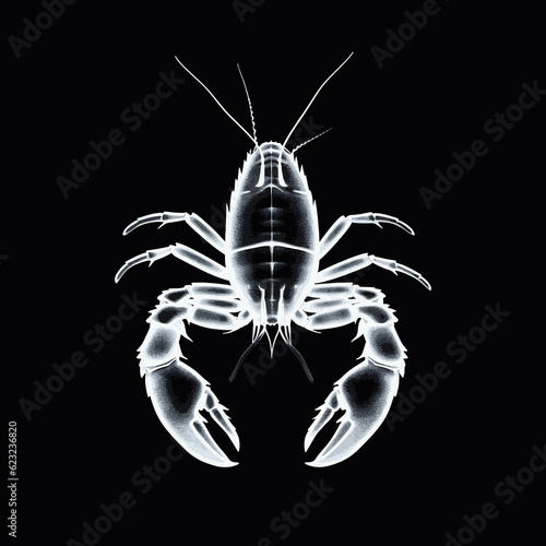 crayfish crawfish Cancer Crab zodiac horoscope astrology twelve metaphysical sectors tattoo print